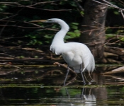 2016 06 11 WildLife MPLS 194